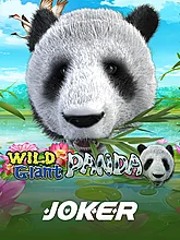 Wild Giant Panda